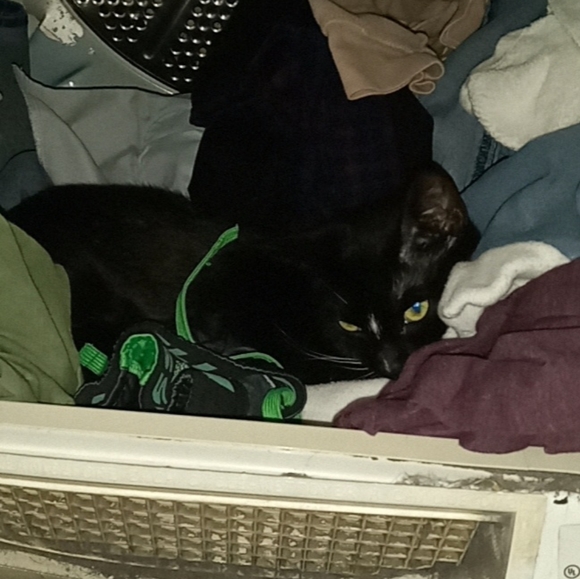 DISCLAIMER: Pet Hair Beware! - Picture 5 of 5